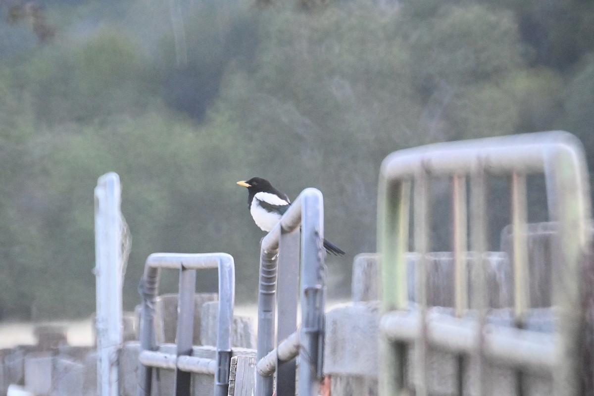 Yellow-billed Magpie - ML473874101