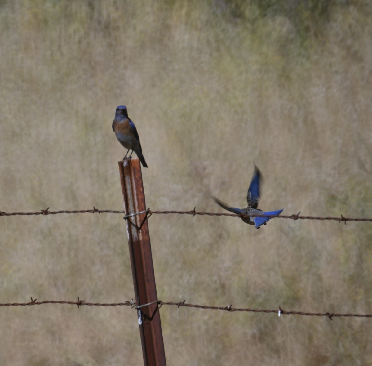 Western Bluebird - ML473874151