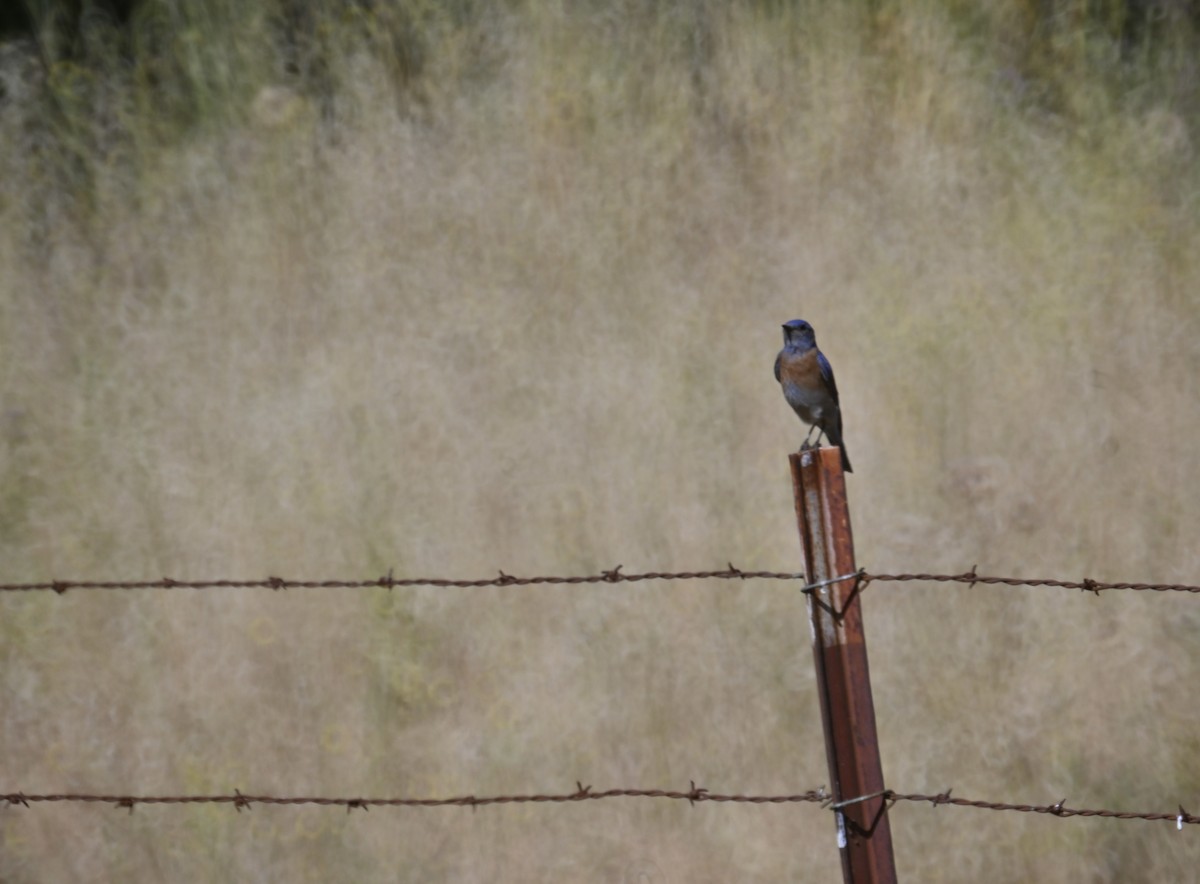 Western Bluebird - ML473874161