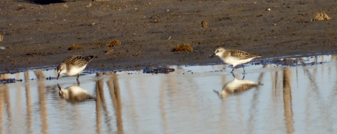 Semipalmated Sandpiper - Christopher Daniels