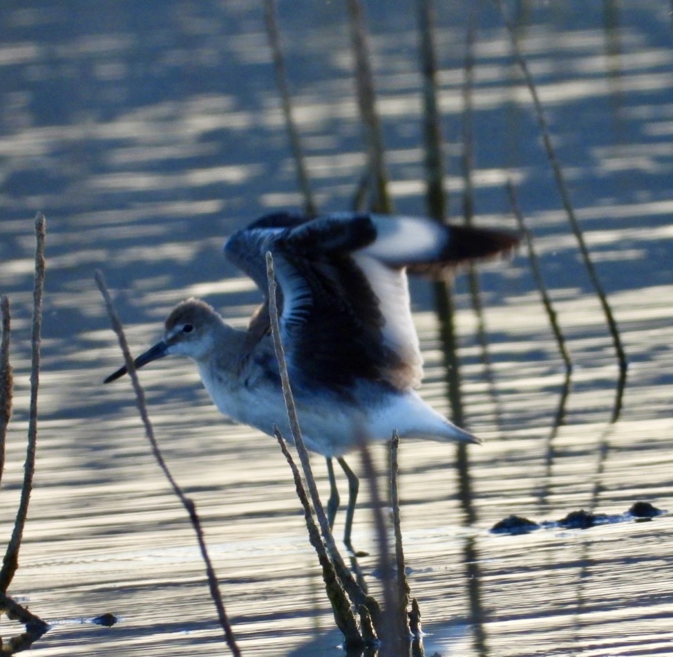 Willet - ML473874671