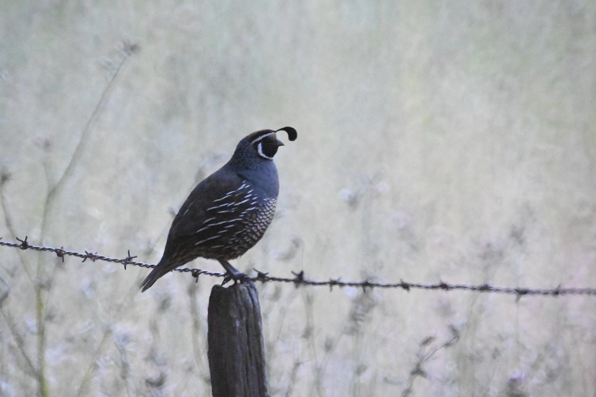 California Quail - ML473875391