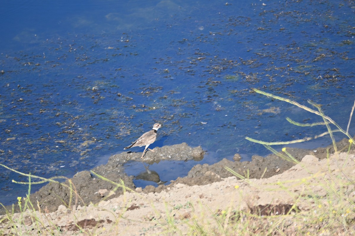 Killdeer - ML473875501