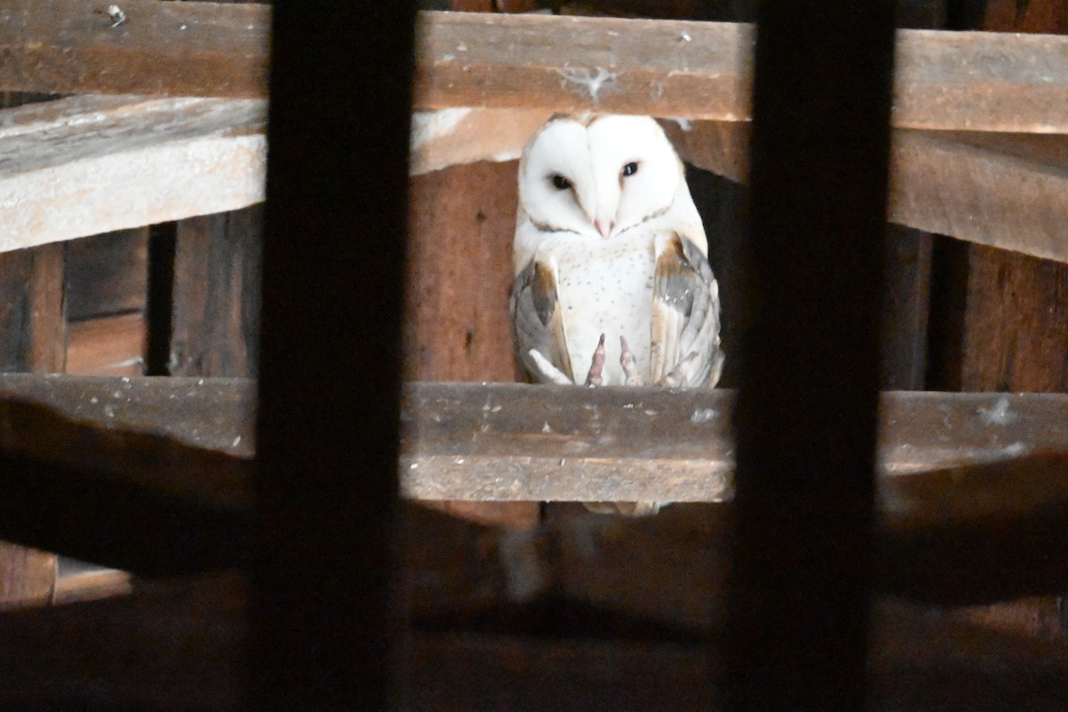 American Barn Owl - ML473875511