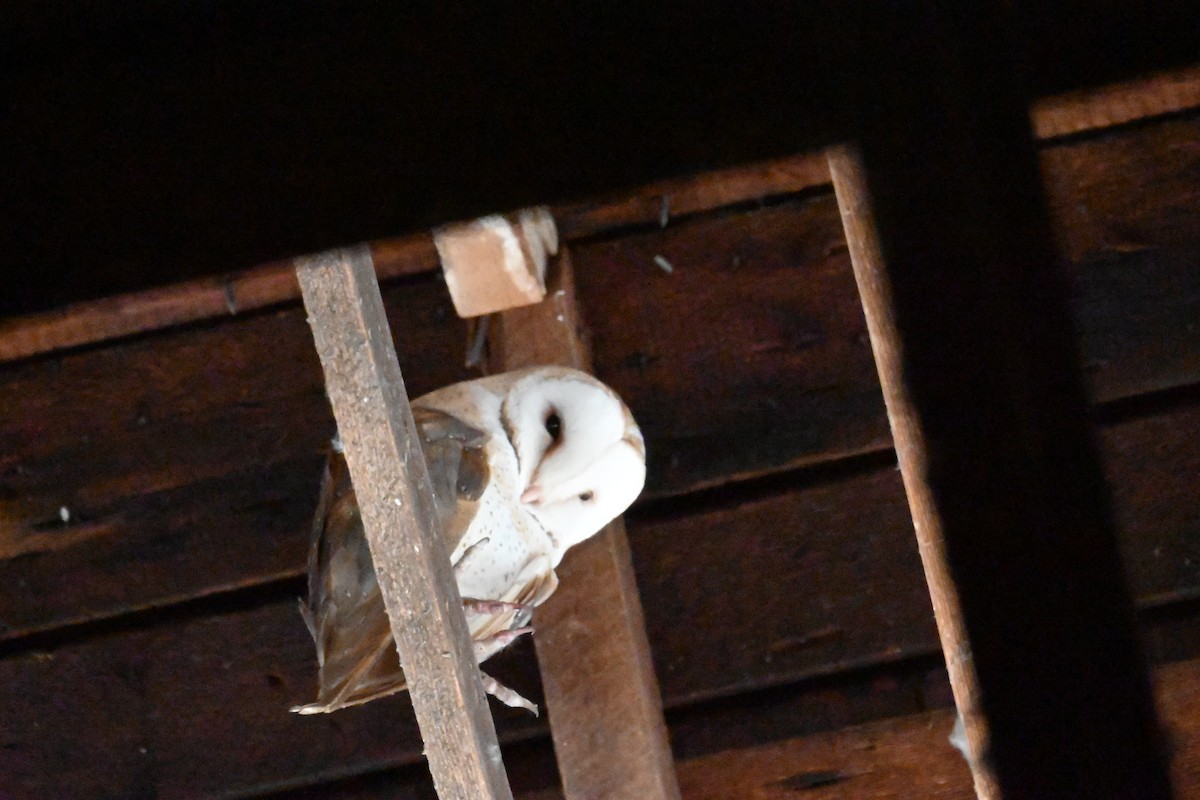 American Barn Owl - ML473875521