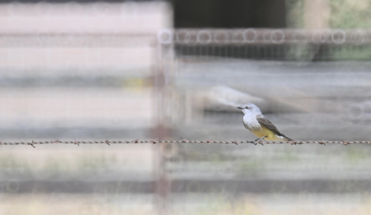 Western Kingbird - ML473875551