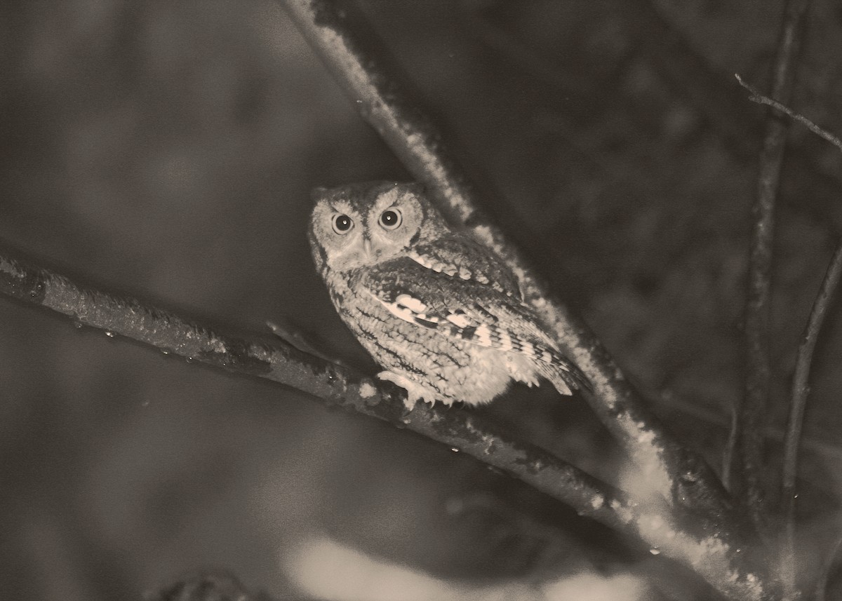 Eastern Screech-Owl - ML473876791