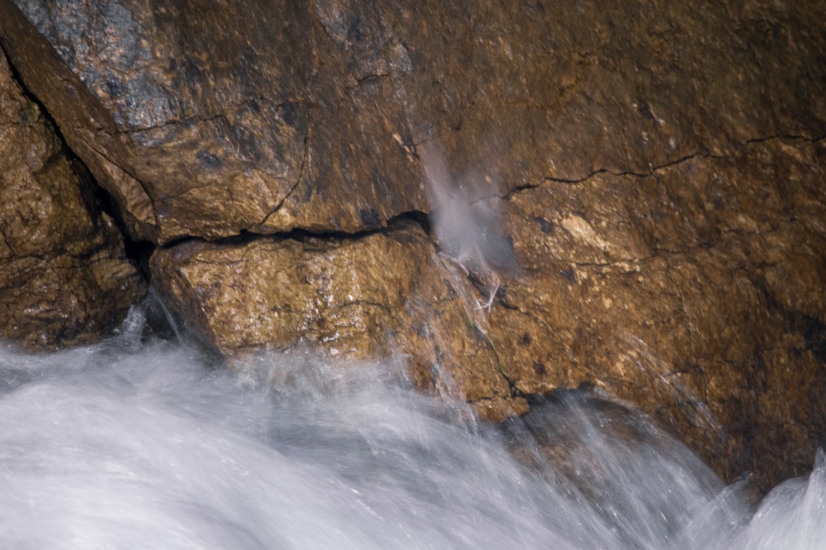 American Dipper - ML473876951