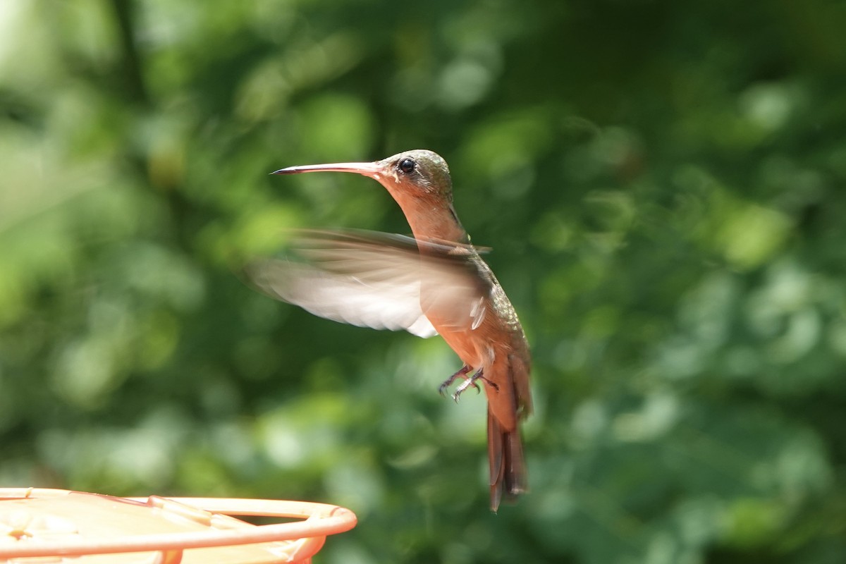 Cinnamon Hummingbird - ML473877161