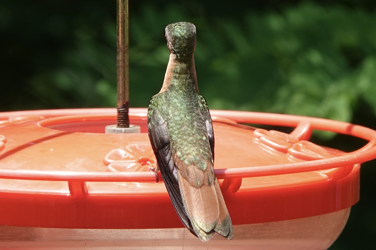 kolibřík ryšavý - ML473877331