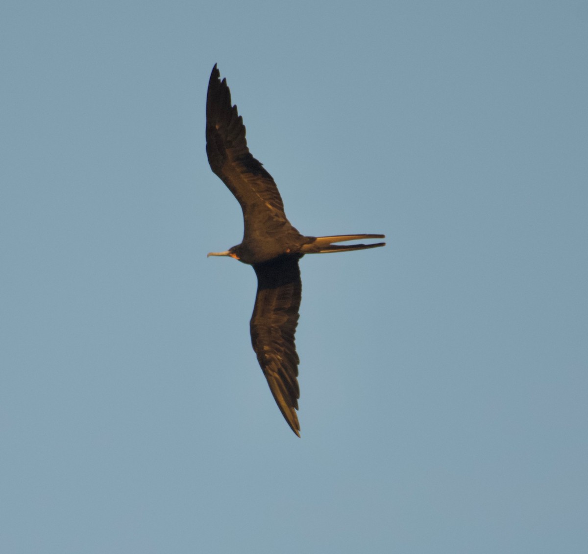 Magnificent Frigatebird - Leon Meintjes