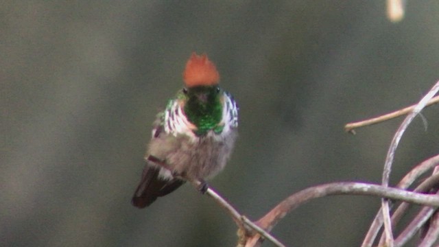 Frilled Coquette - ML473879441