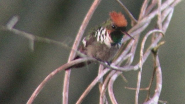 Frilled Coquette - ML473879451