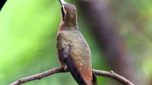 Planalto Hermit - ML473880091