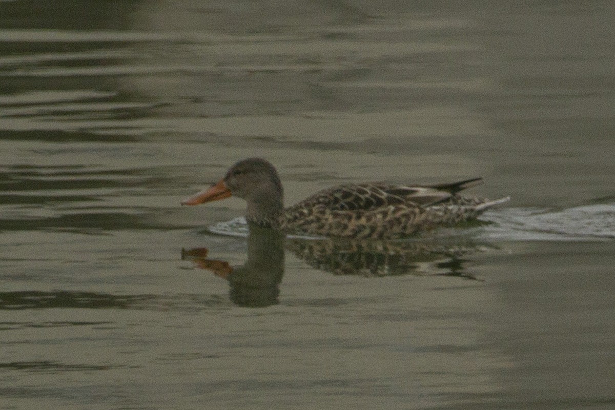 Northern Shoveler - ML47388031