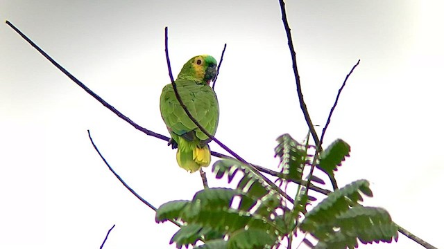 アオボウシインコ - ML473880351