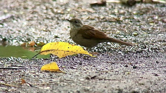 Pale-breasted Thrush - ML473880921