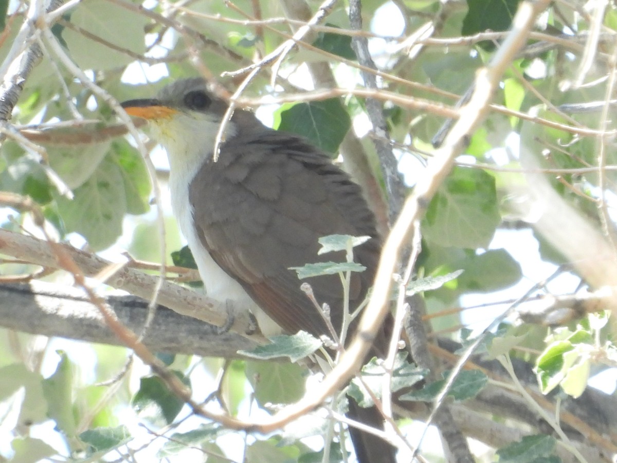 Yellow-billed Cuckoo - ML473881281