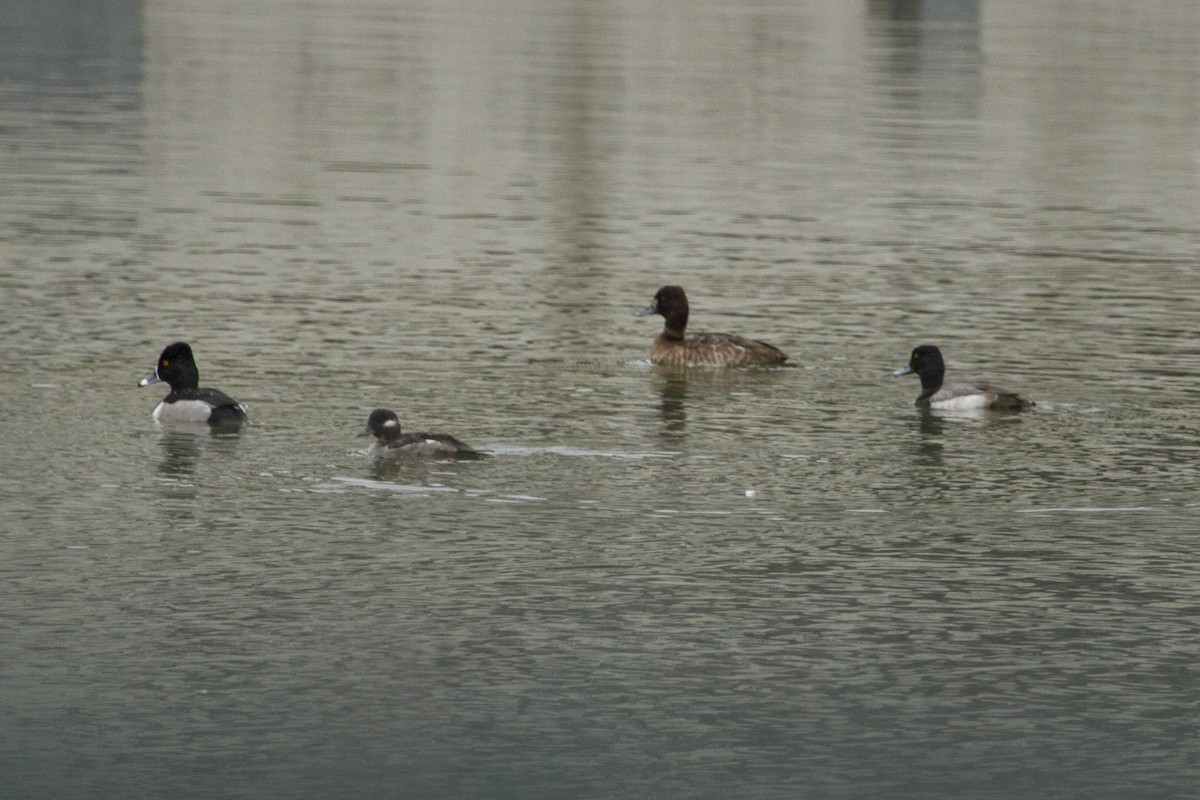 Ring-necked Duck - ML47388151