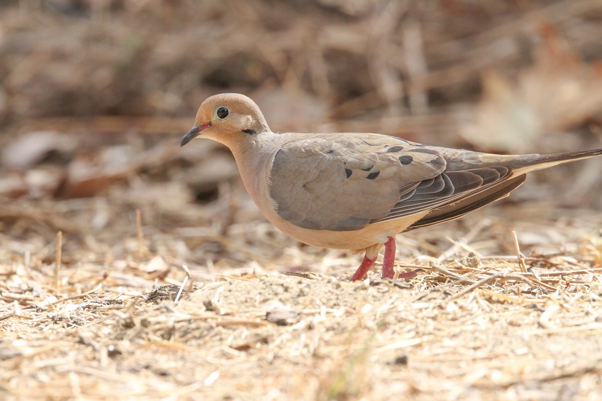 Mourning Dove - ML473881611