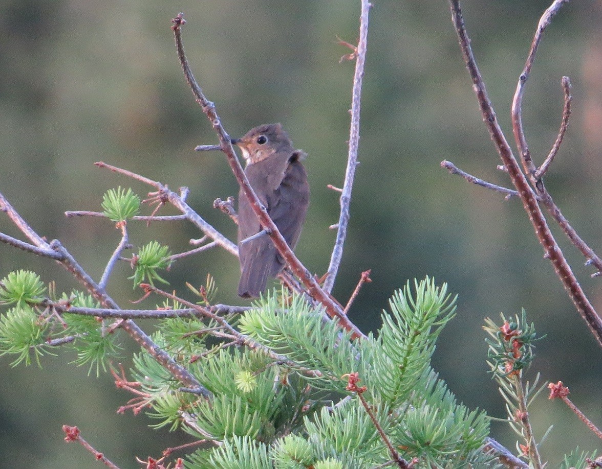 Swainson's Thrush - ML473882231