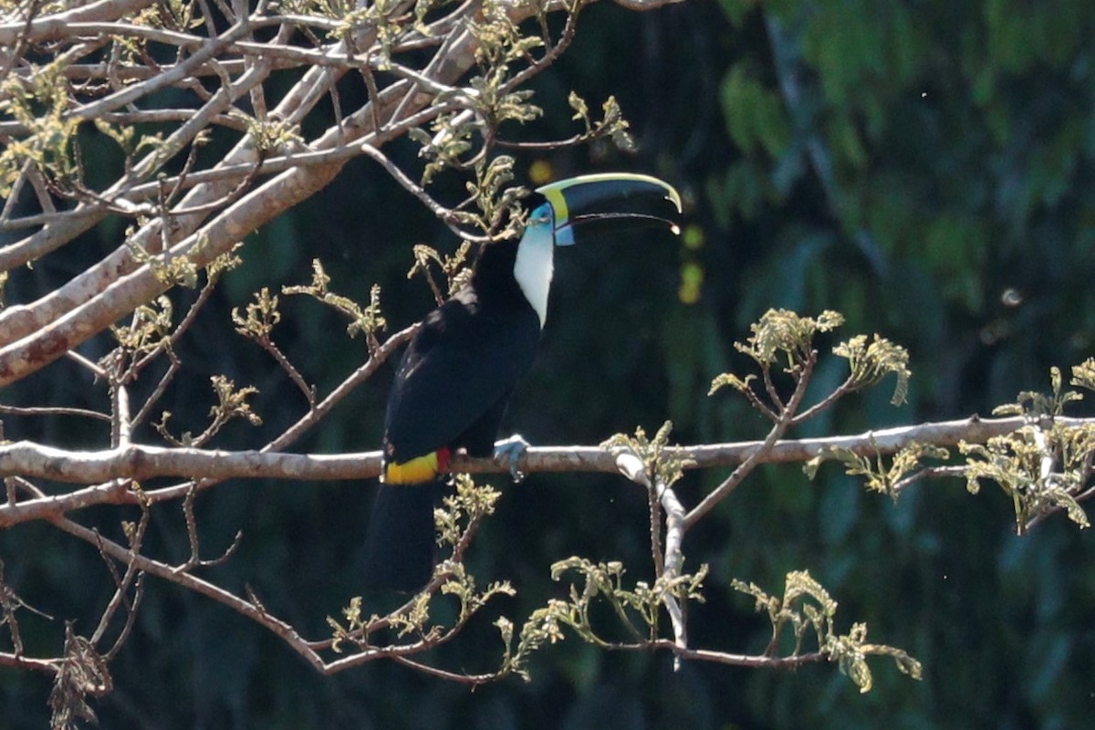 White-throated Toucan - ML473882321