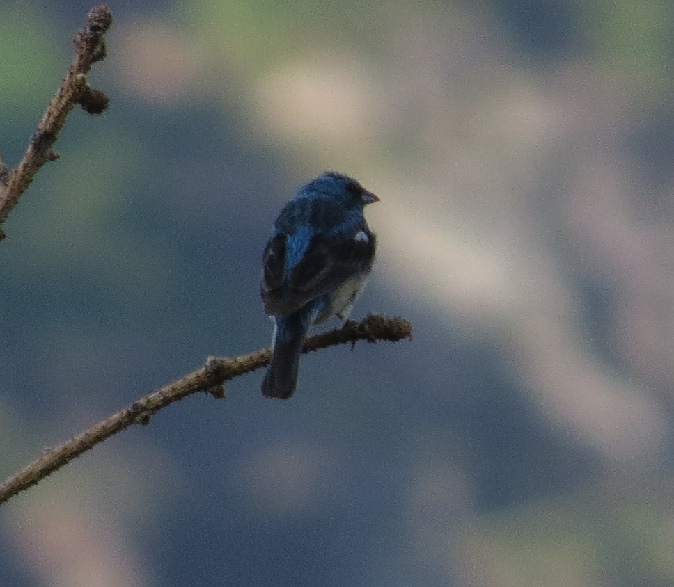 Lazuli Bunting - ML473882511