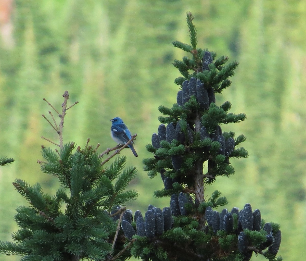 Lazuli Bunting - ML473882521