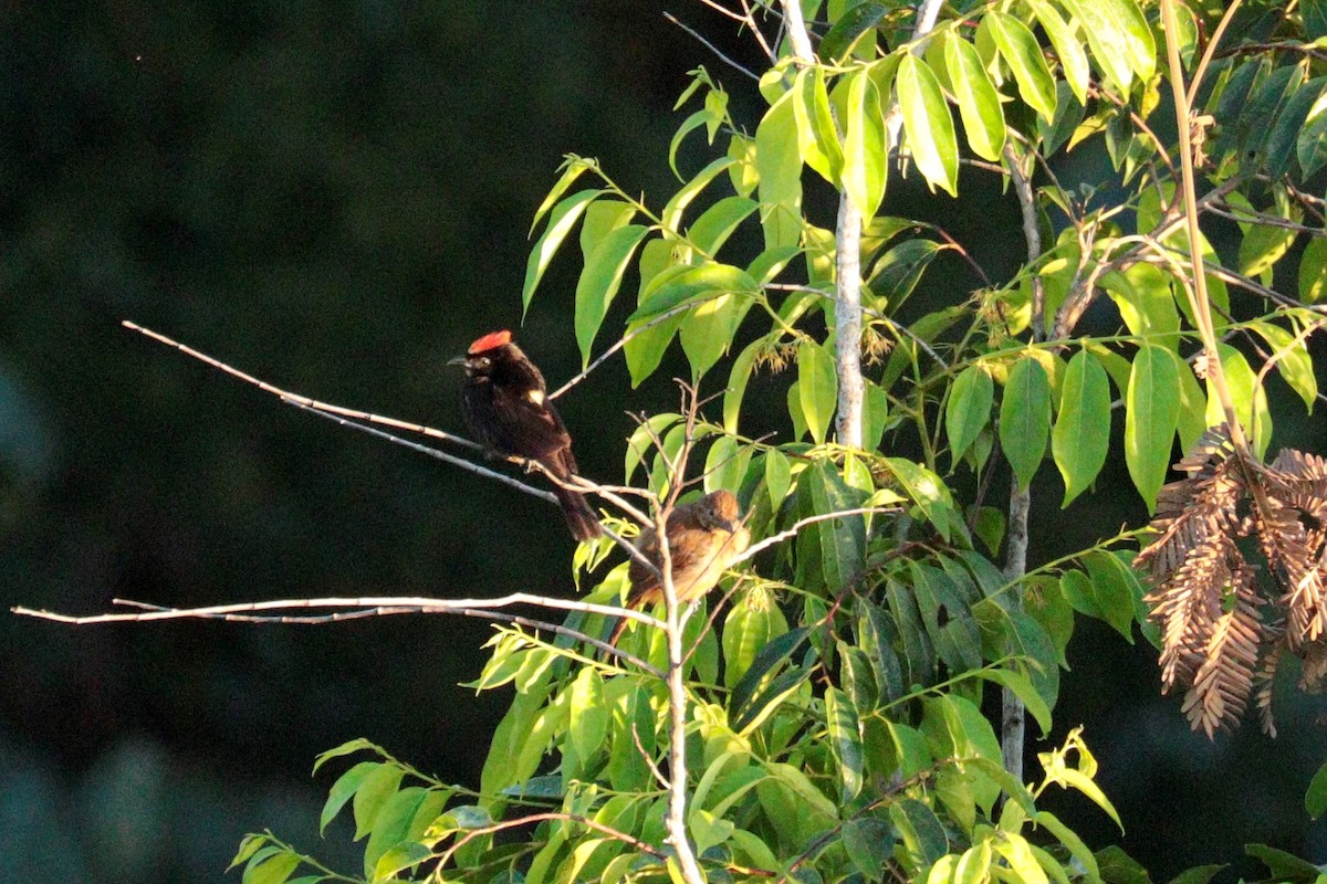 Flame-crested Tanager - ML473882621