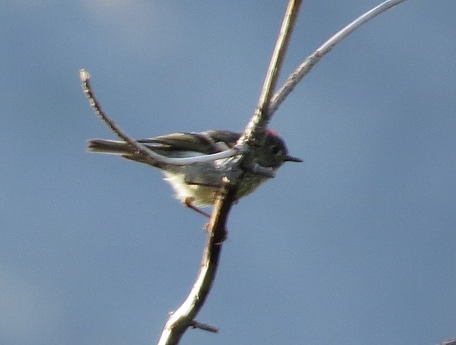 Ruby-crowned Kinglet - ML473882671