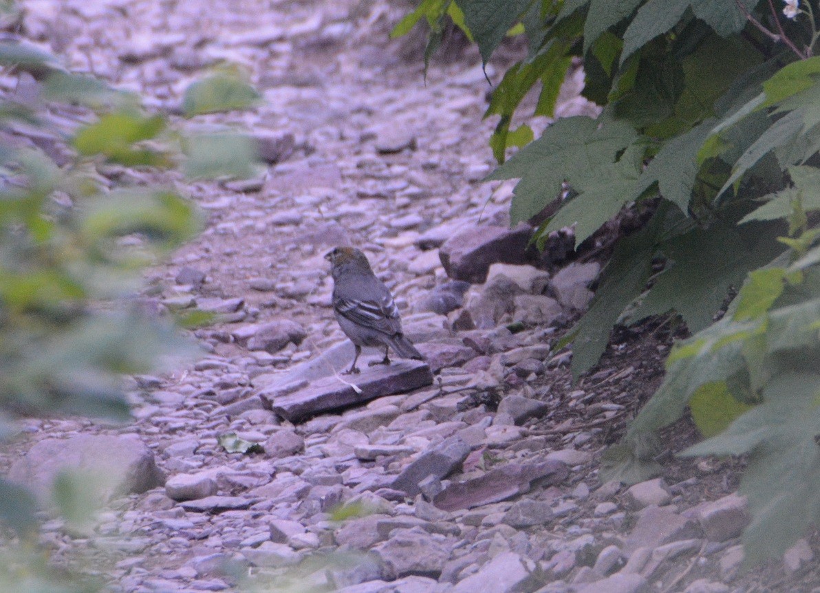 Pine Grosbeak - ML473882781