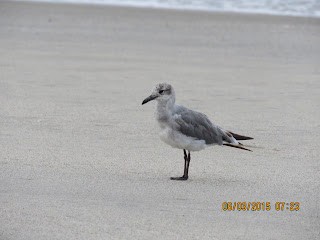 Franklin's Gull - ML473882911