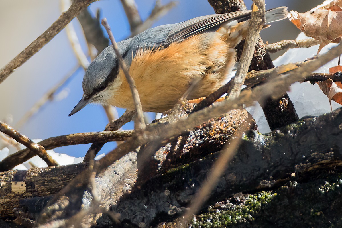 Eurasian Nuthatch - ML473882981