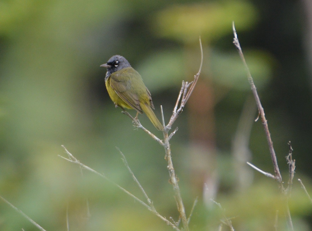 MacGillivray's Warbler - "Chia" Cory Chiappone ⚡️