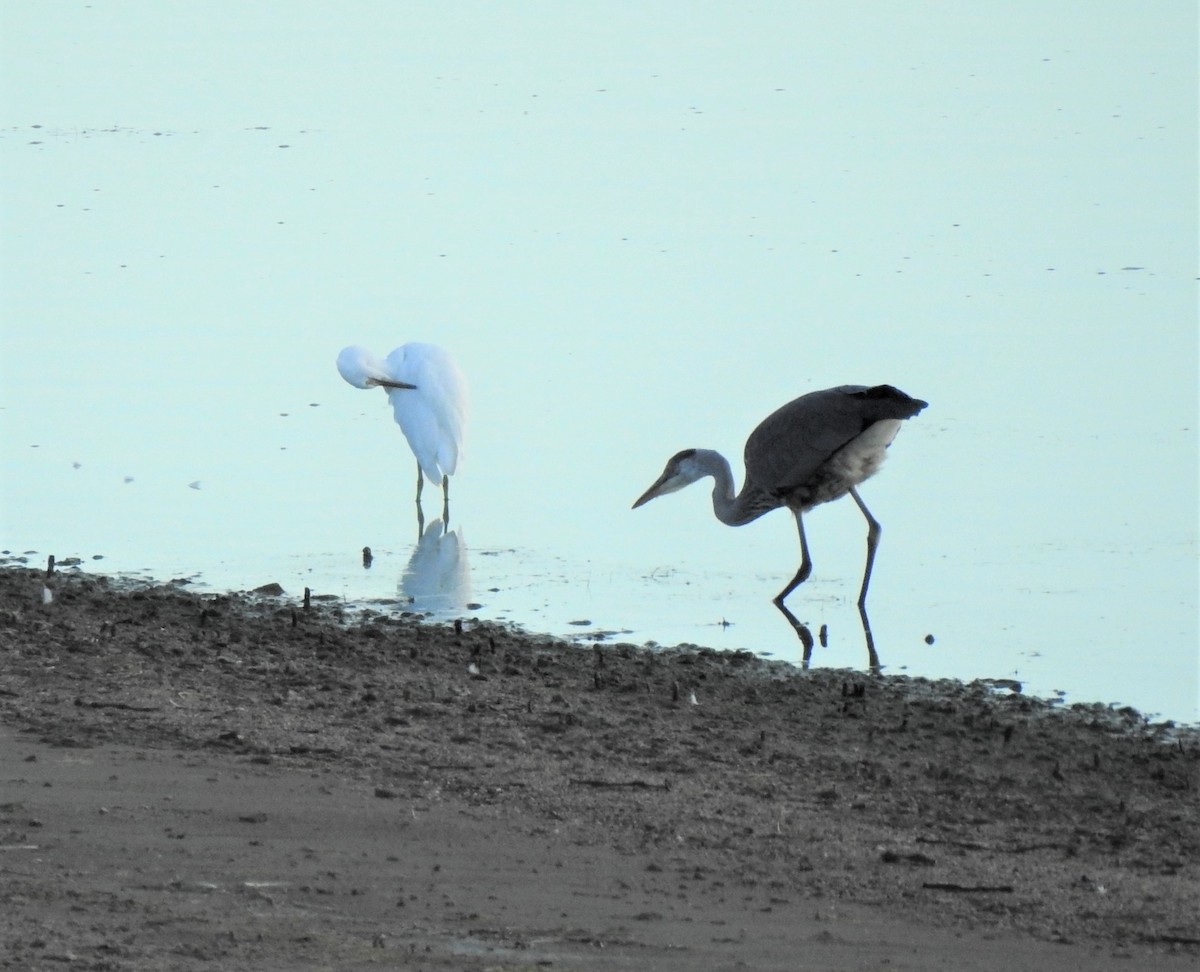 Great Blue Heron - ML473884281