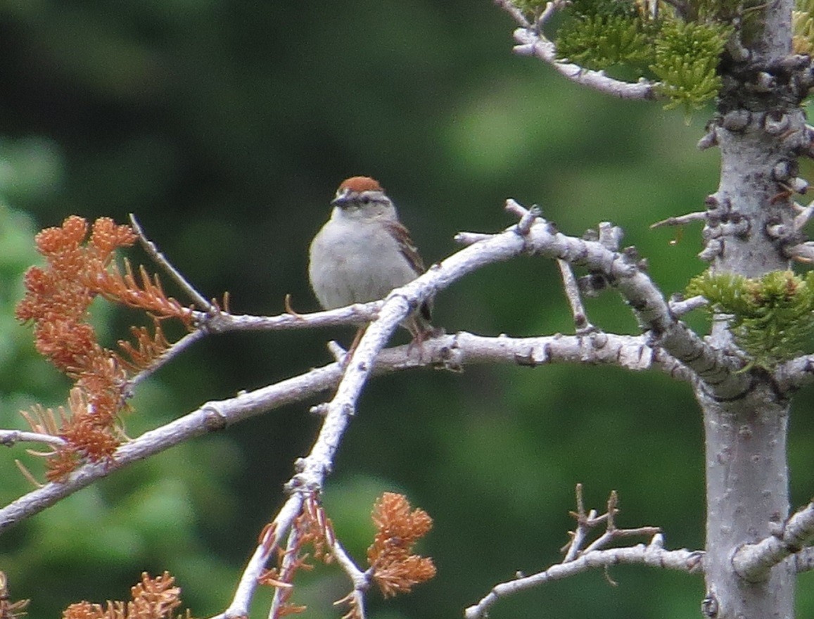 Chipping Sparrow - ML473885691