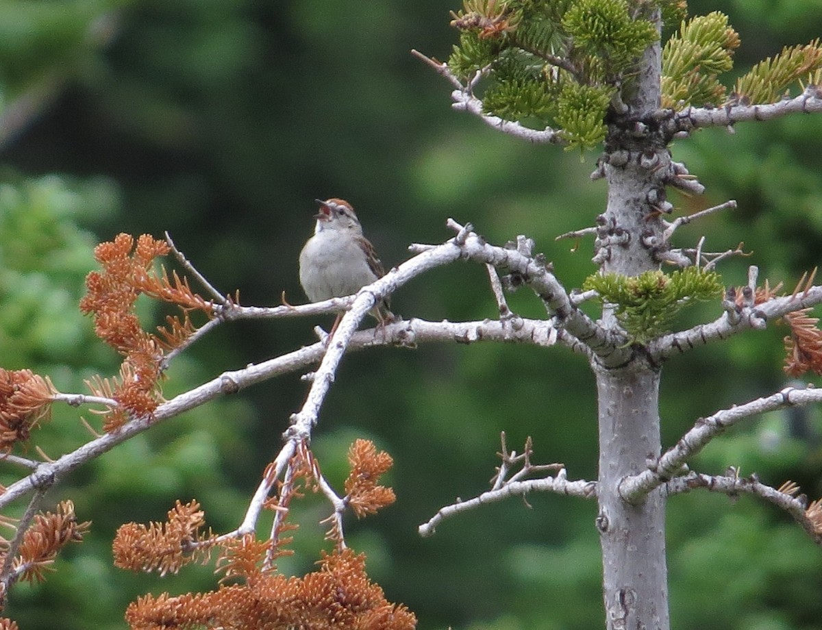 Chipping Sparrow - ML473885701