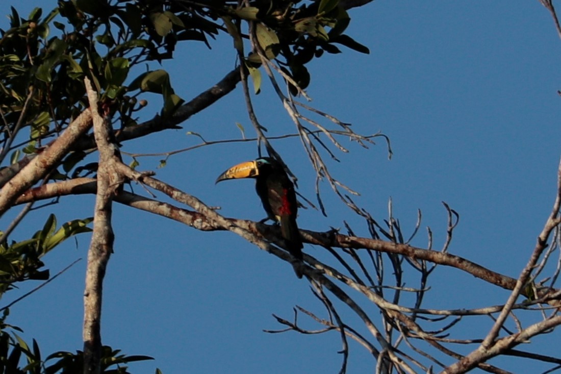 Araçari marqué - ML473885851