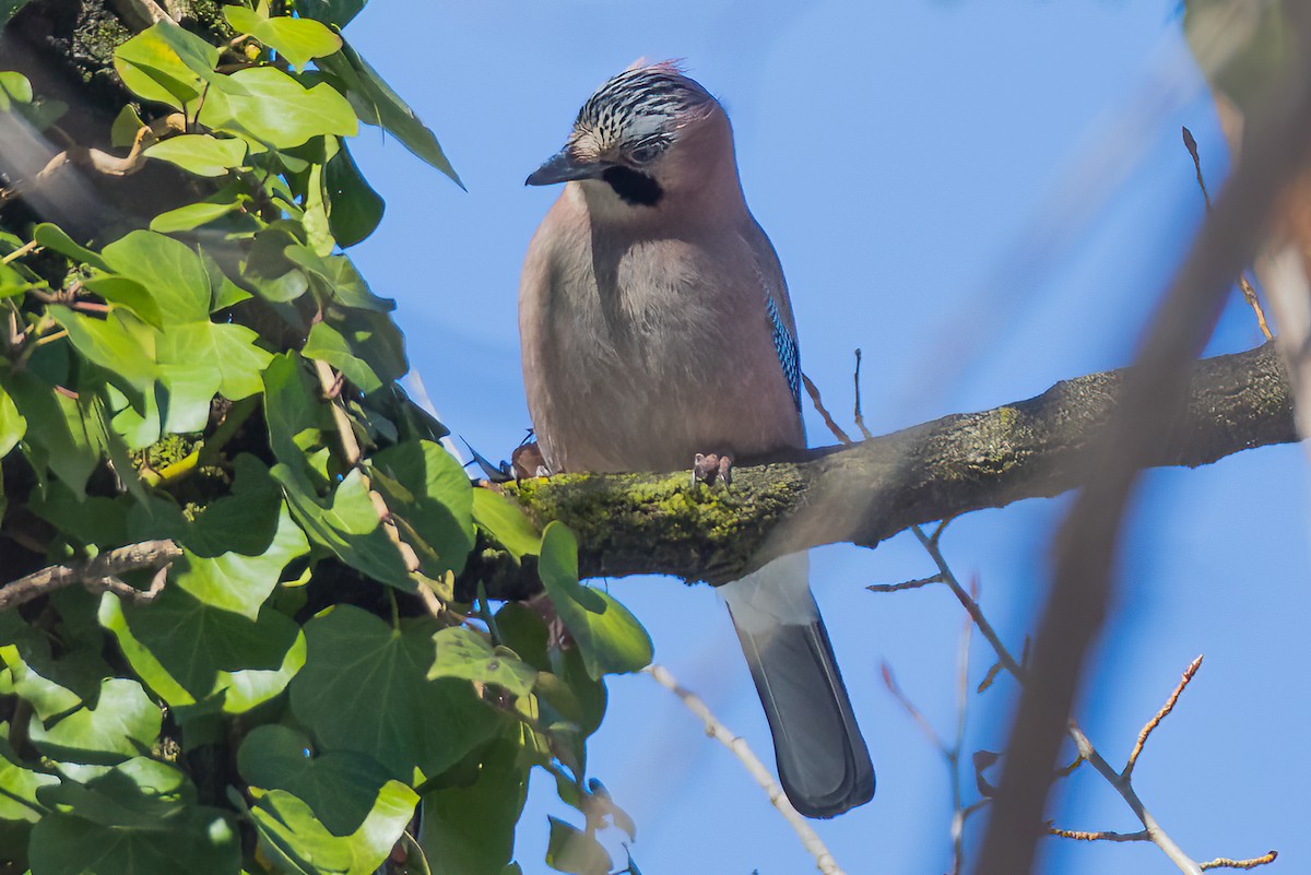 Eurasian Jay - ML473886711