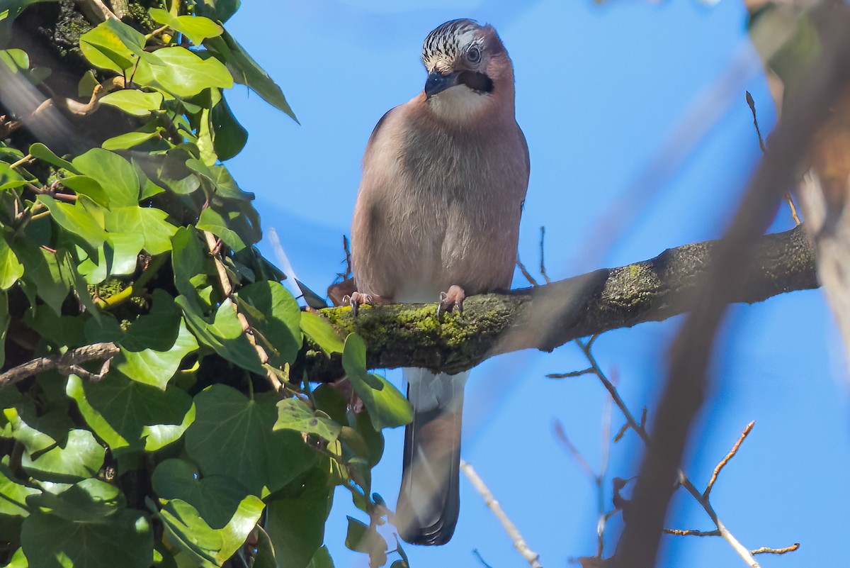 Eurasian Jay - ML473886721