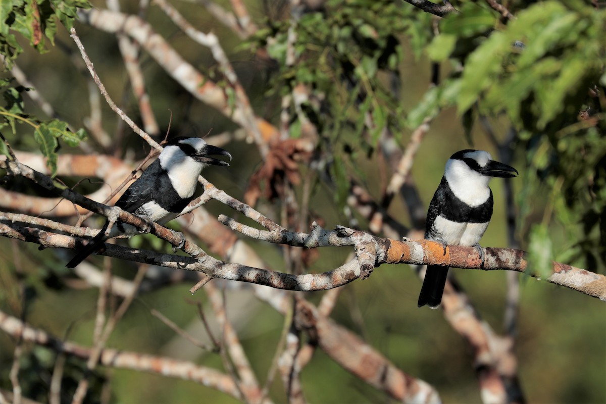 Weißnacken-Faulvogel - ML473886771