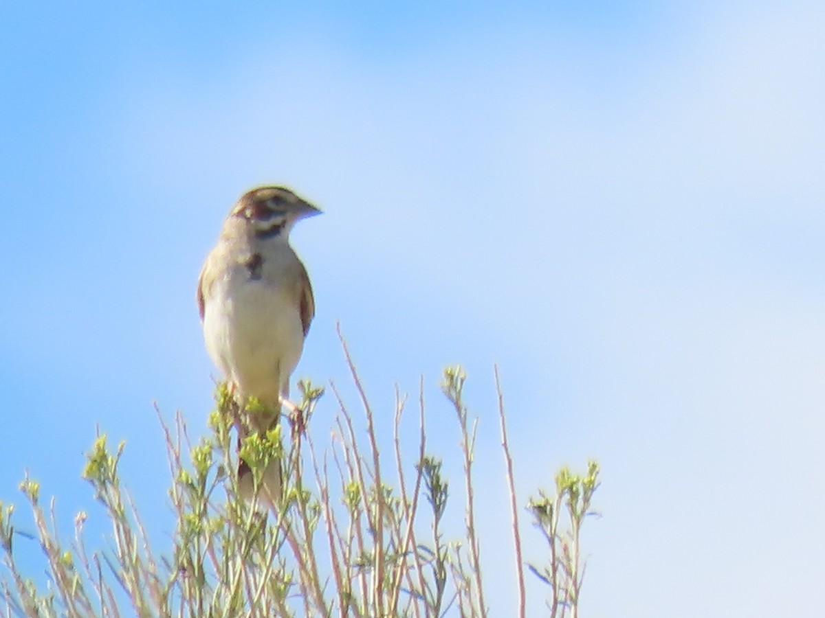 Lark Sparrow - ML473887701