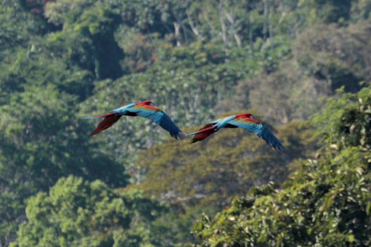 Red-and-green Macaw - Pedro Plans