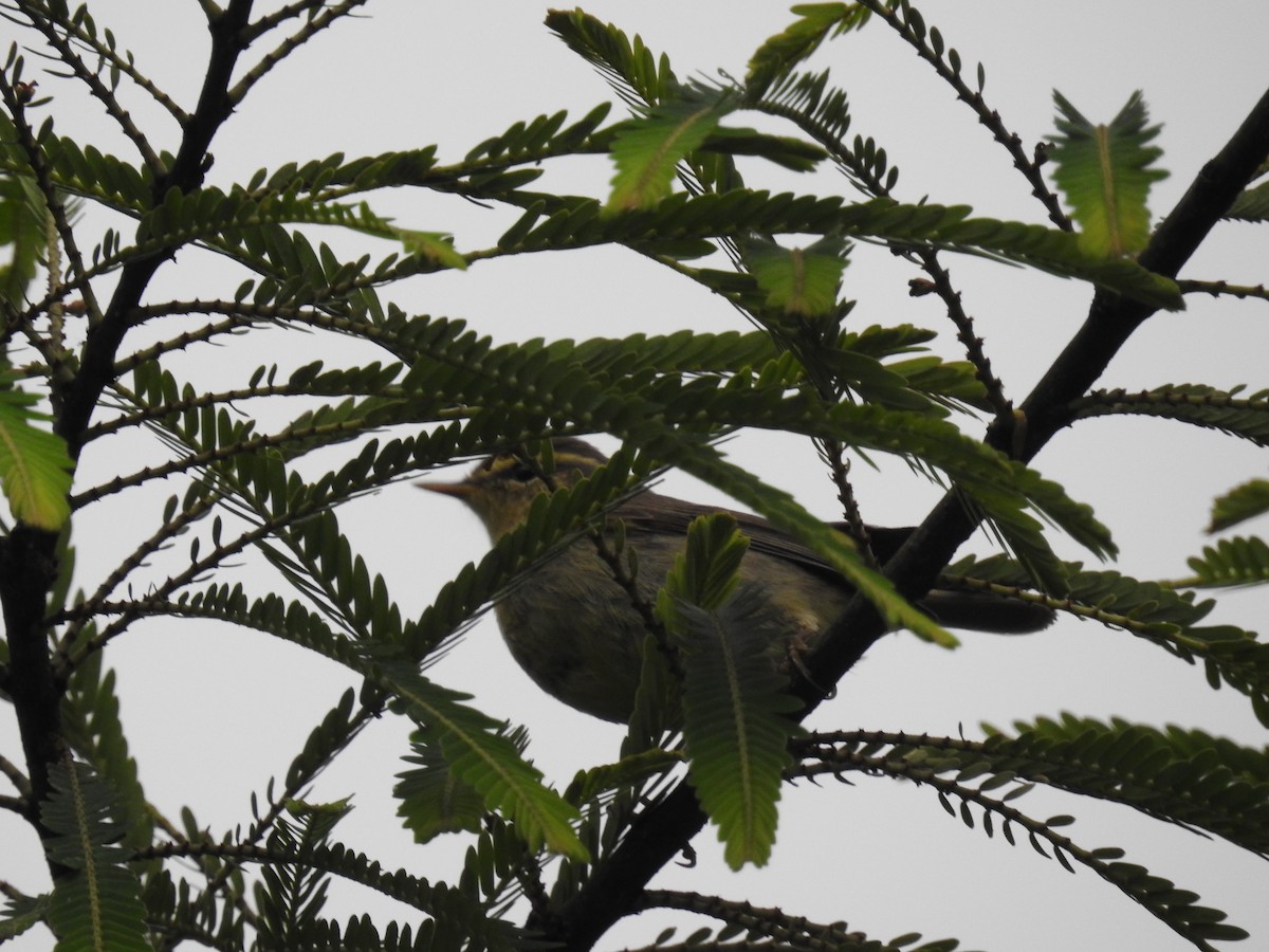 Tickell's Leaf Warbler (Tickell's) - ML473889271