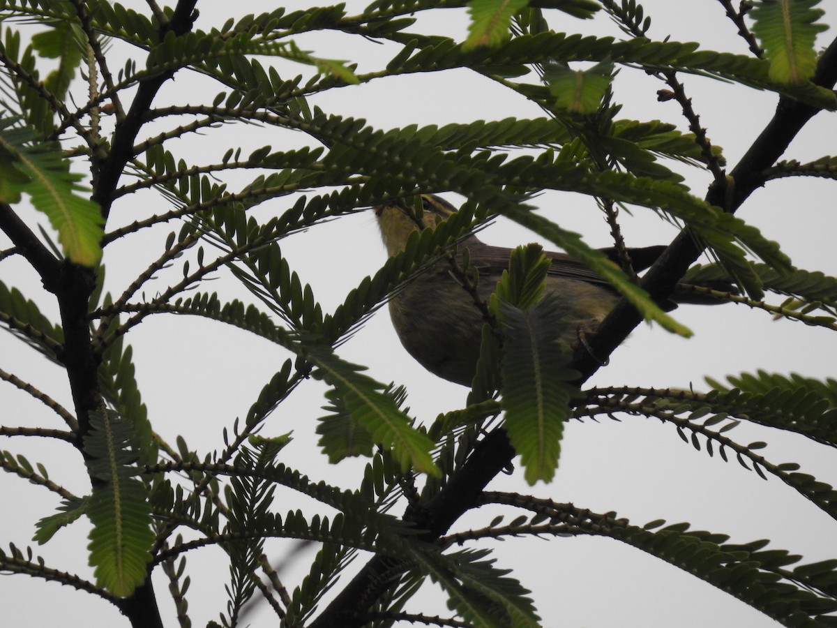 Tickell's Leaf Warbler (Tickell's) - ML473889281