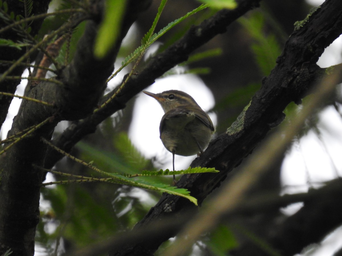 Greenish Warbler (obscuratus) - Ashwin Viswanathan