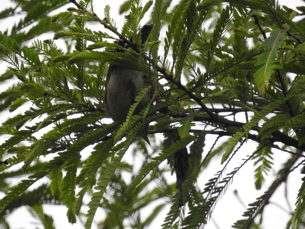 Greenish Warbler (obscuratus) - Ashwin Viswanathan