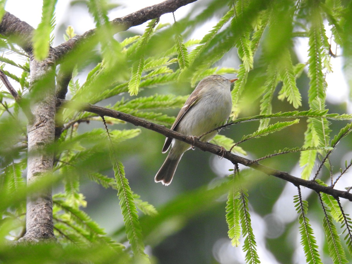 Greenish Warbler (obscuratus) - Ashwin Viswanathan