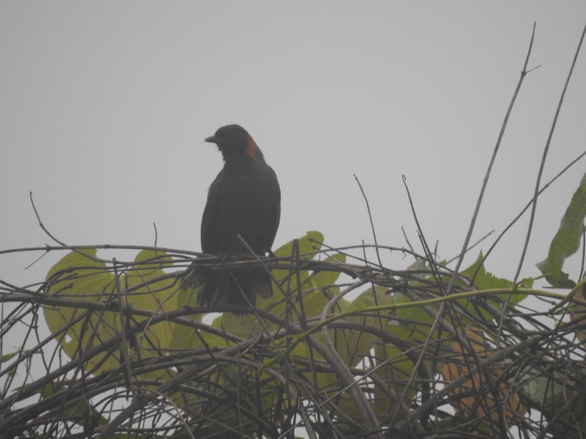 Rufous-necked Laughingthrush - ML473889431