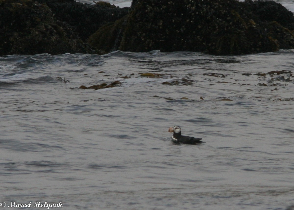 Horned Puffin - Marcel Holyoak